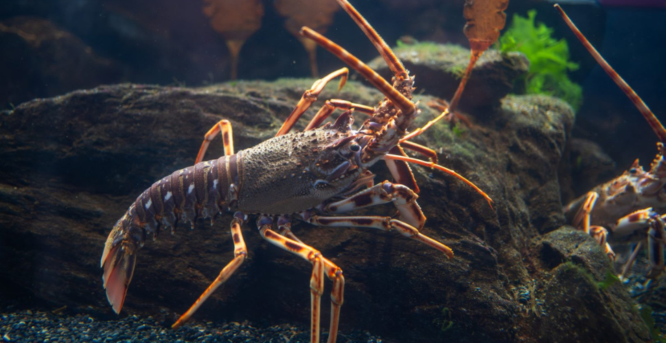 Close-up of a spiny lobster underwater, showcasing its segmented body, long antennae, and textured exoskeleton. The lobster rests on a rocky surface with green aquatic plants in the background.